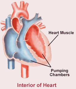 Heart Interior