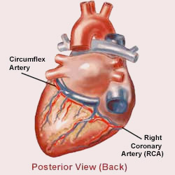 Heart Posterior